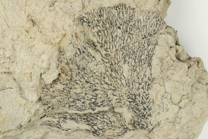 2.85" Graptolite (Desmograptus) Fossil - Rochester Shale, NY